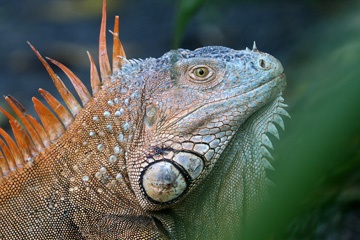 Iguana""